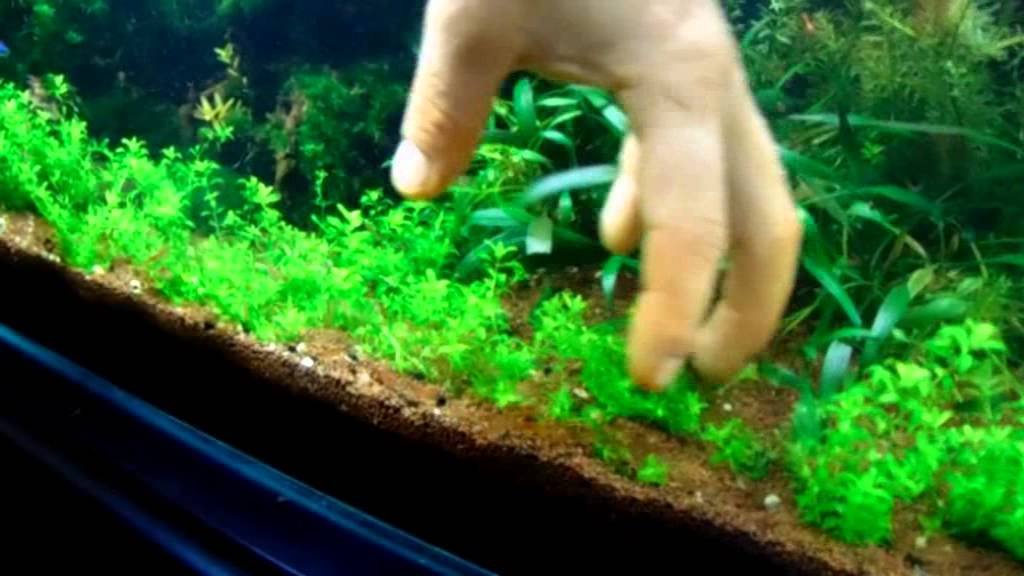 HM (Hemianthus micranthemoides)  ültetés. 1 rész.