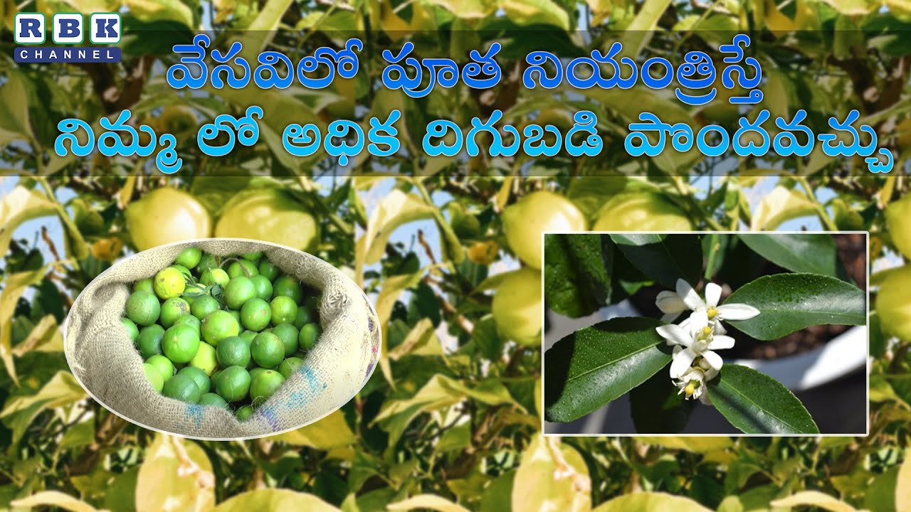 Lime High yields / నిమ్మ లో పూత నియంత్రణ