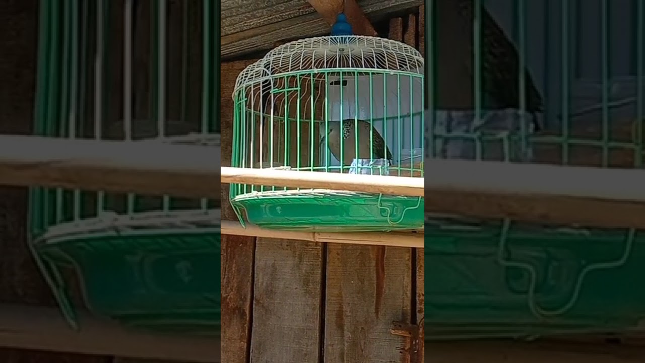 ពត៍មានថ្មី មានលក់ លលក ម៉ាឡេ កូនស្ទាវនិងកូនតូច ពួជលេង លើក្រោម 0972891683