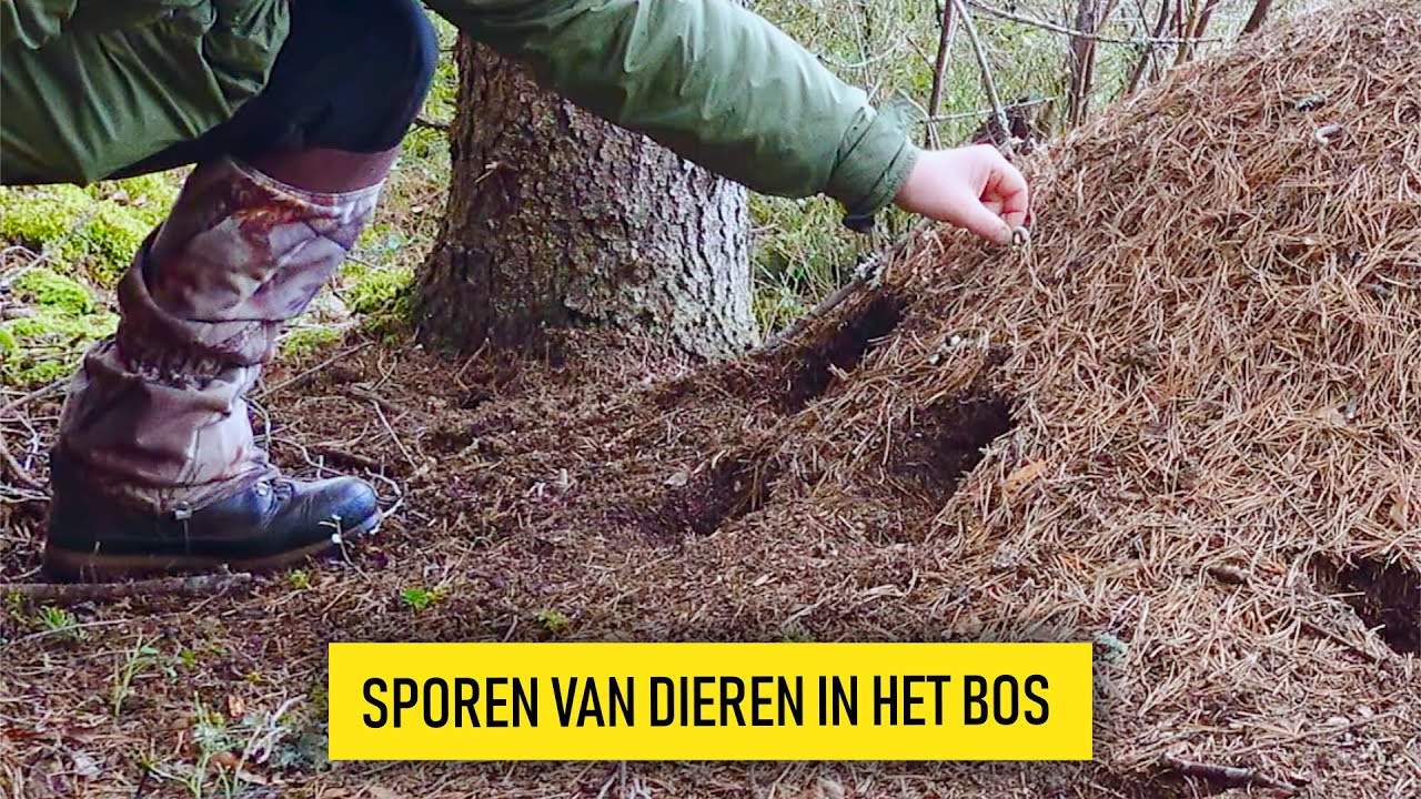Sporen van dieren in het BOS