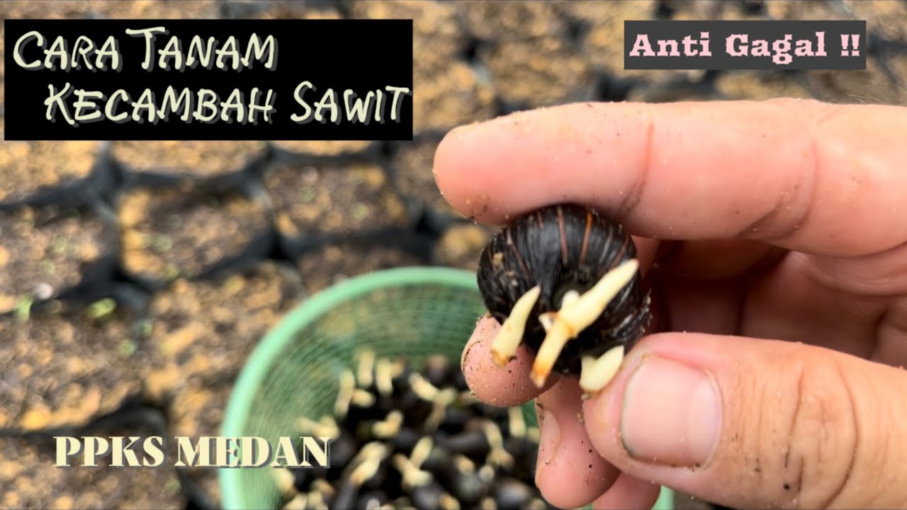 Cara Menanam Kecambah Kelapa Sawit || DxP Simalungun dan DxP Yangambi