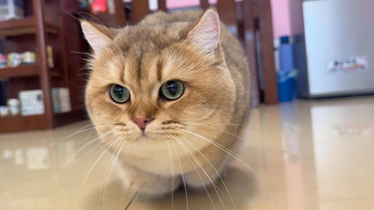 小猫咪的自娱自乐模式一开启，整个家都是它的游乐场！