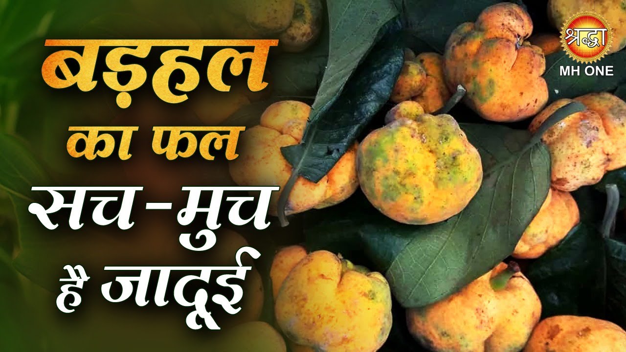 बड़हल का फल सच-मुच है जादूई | Badhal ka fal | Monkey Jack Fruit Benefits | Gharelu Nuskhe