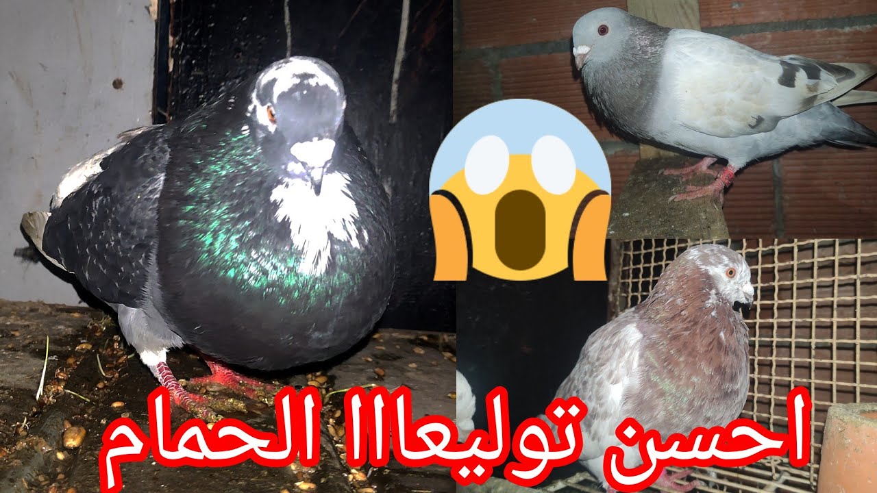 فيديو جديد 💯 توليعة مع الحمام 😱😯 او احسن توليعة في الحمام مرحبا بكم جميعا 
