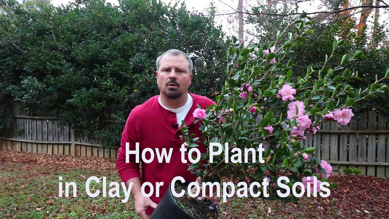 How to plant in clay, poorly draining, and compact soils. Proper tools, amendments, and techniques.