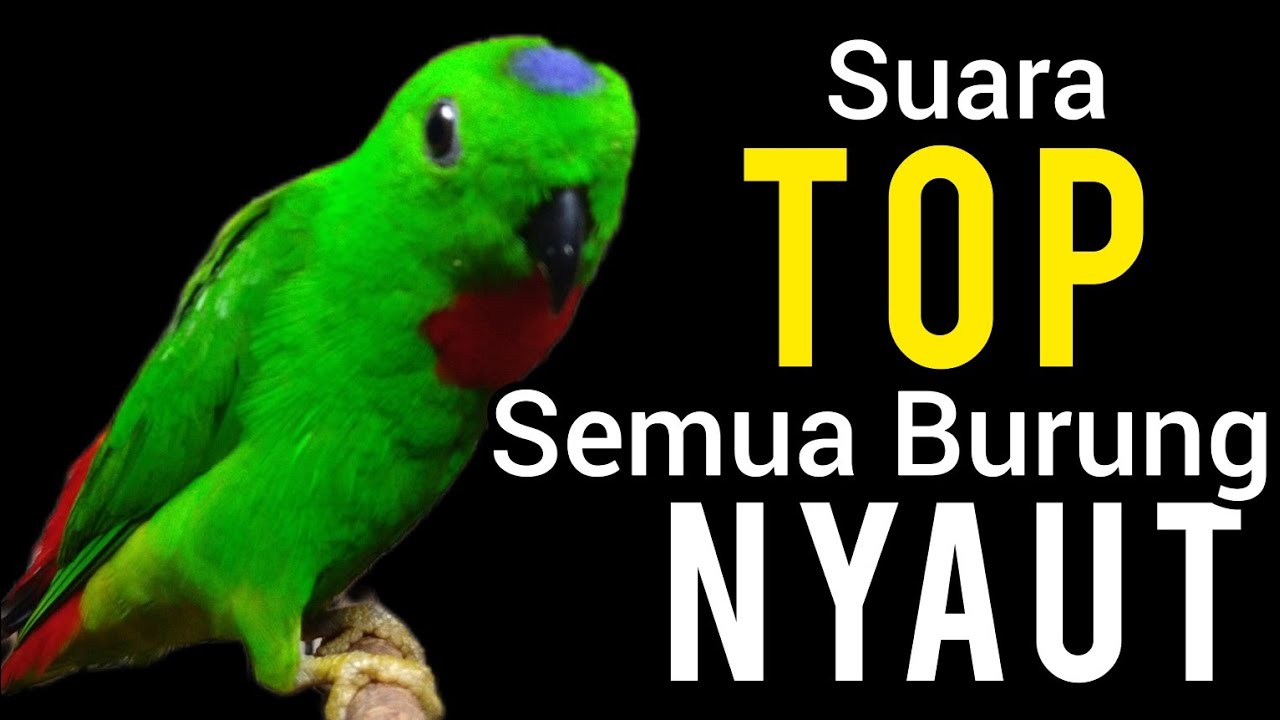 PANCINGAN SERINDIT 100% SUARA TOP BIKIN NYAUT SEMUA JENIS SERINDIT