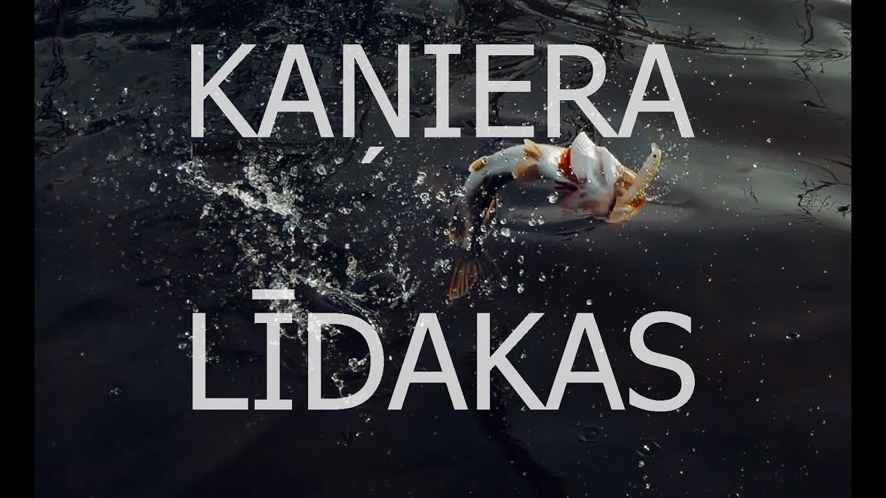 KAŅIERA LĪDAKAS UN ASARI UZ SPININGA/Щука и окунь на спиннинг/ DABAS BĒRNS