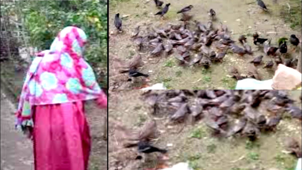 গুণে শেষ করা যাবে না এত পাখি আসে এখন ||