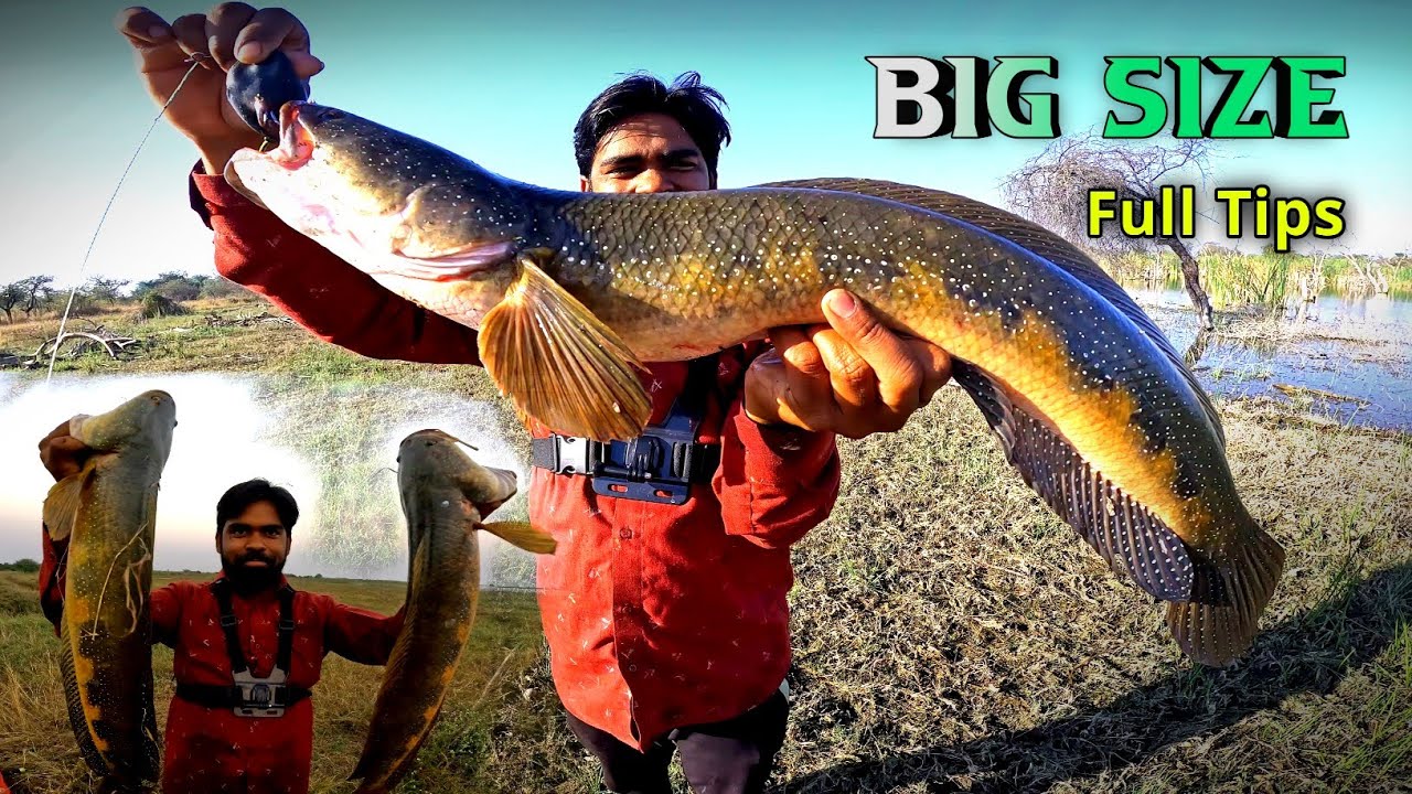 Big Size Snakehead Attacks | Murrel Fish Hunting | Murrel Fishing Technique | Fishing Tips | Angler