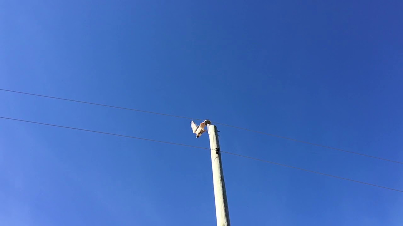 Teulon