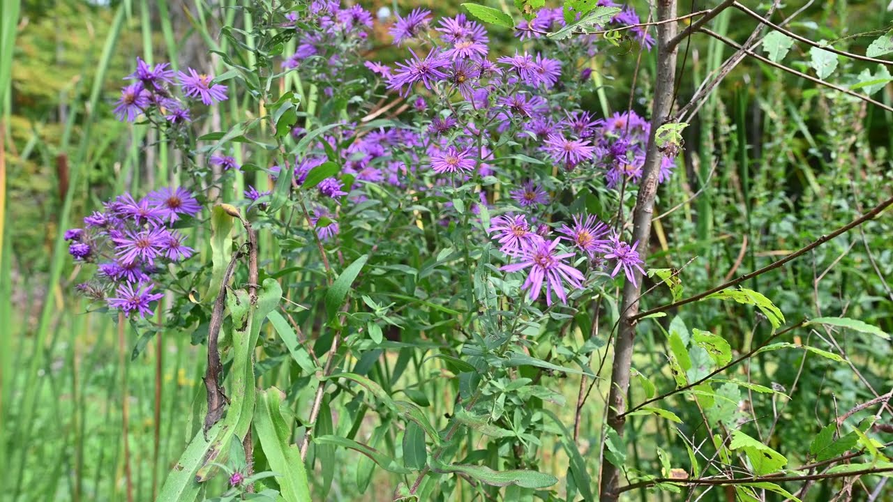 Symphyotrichum puniceum, S. novae-angliae, S. lanceolatum, S. laeve, S. cordifolium, S. urophyllum