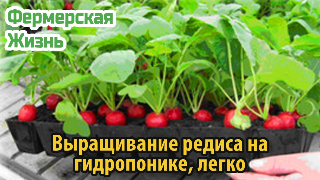 Выращивание редиса на гидропонике, легко