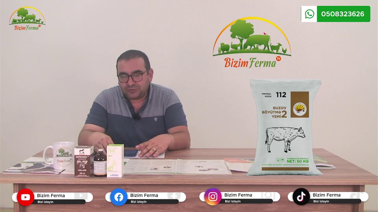 Buzovları necə yemləməli? Buzov böyütmə yemi
