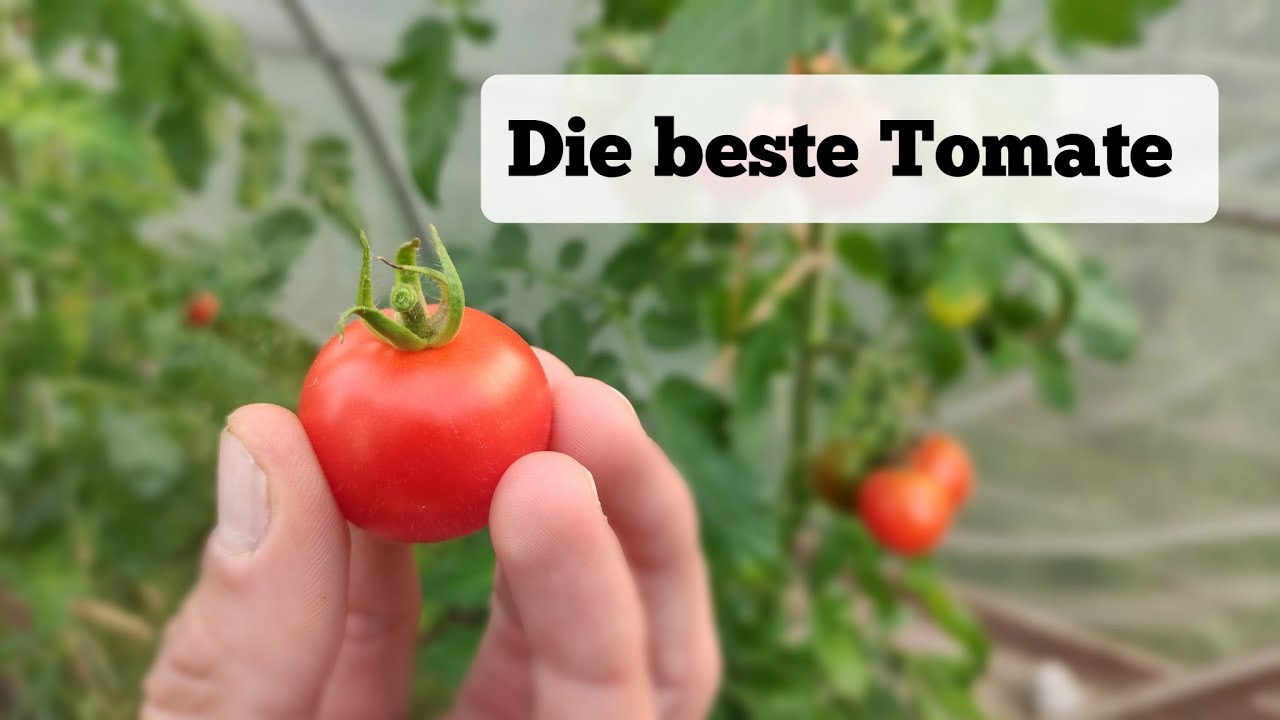Nach 20 Jahren Suche endlich gefunden! Diese Tomate-Sorte ist meine neue Top 1!