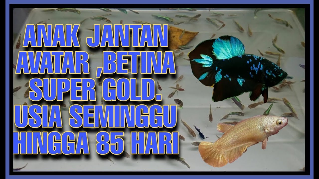 Anak jantan avatar,betina super gold usia 7hari Hingga 85hari