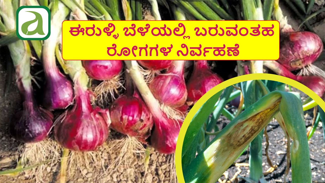 ಈರುಳ್ಳಿ ಬೆಳೆಯಲ್ಲಿ ಬರುವಂತಹ ರೋಗಗಳ ನಿರ್ವಹಣೆ || Management of Onion Diseases - Purple Blotch/Leaf Blight