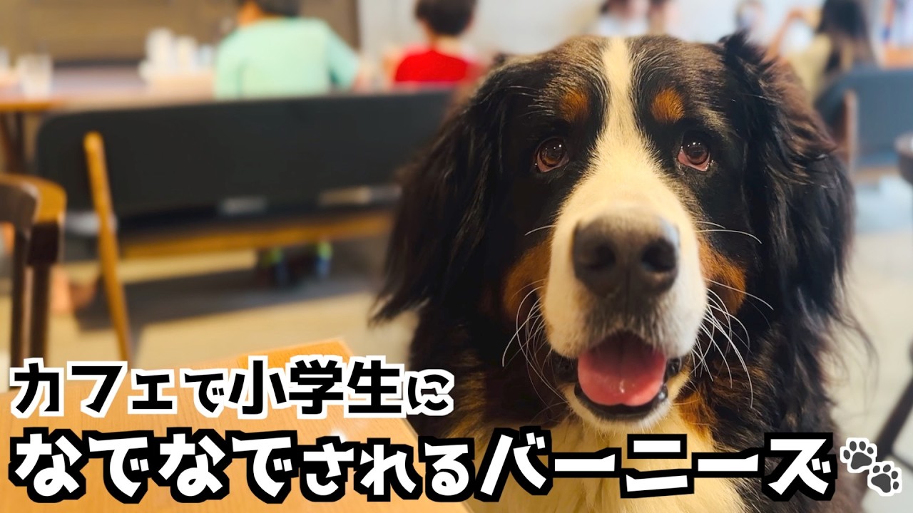 雑誌撮影の前にカフェでひと休み☕小学生になでなでしてもらったバーニーズ🐾