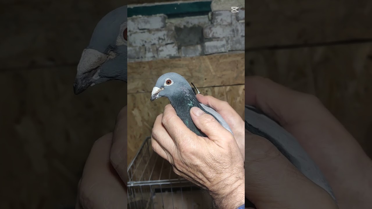 MTM PAŁKA PRAWNUK NAJLEPSZEGO LOTNIKA