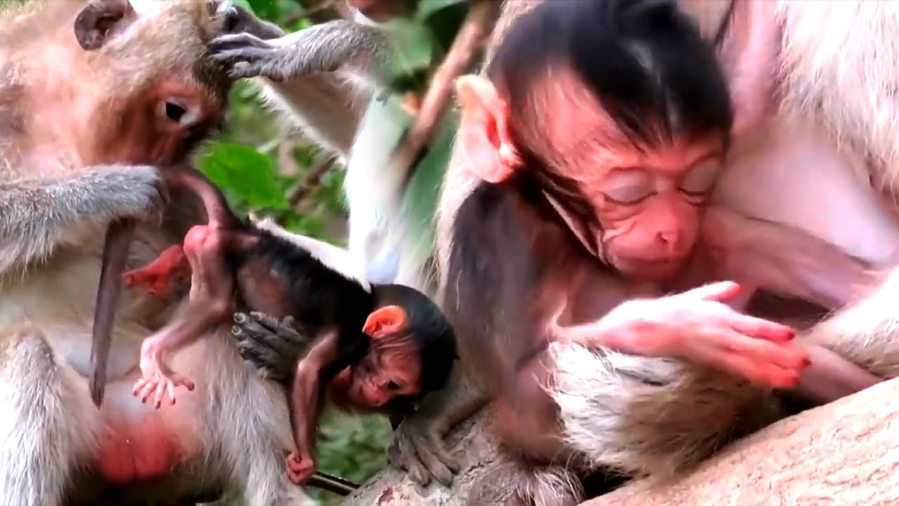 So Adorable Young Mommy Monkey Takes Care Of Baby Near River