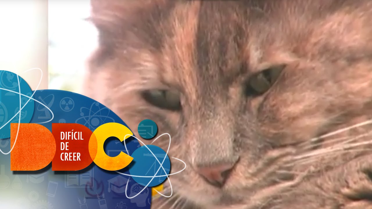 Gatos | Difícil de Creer