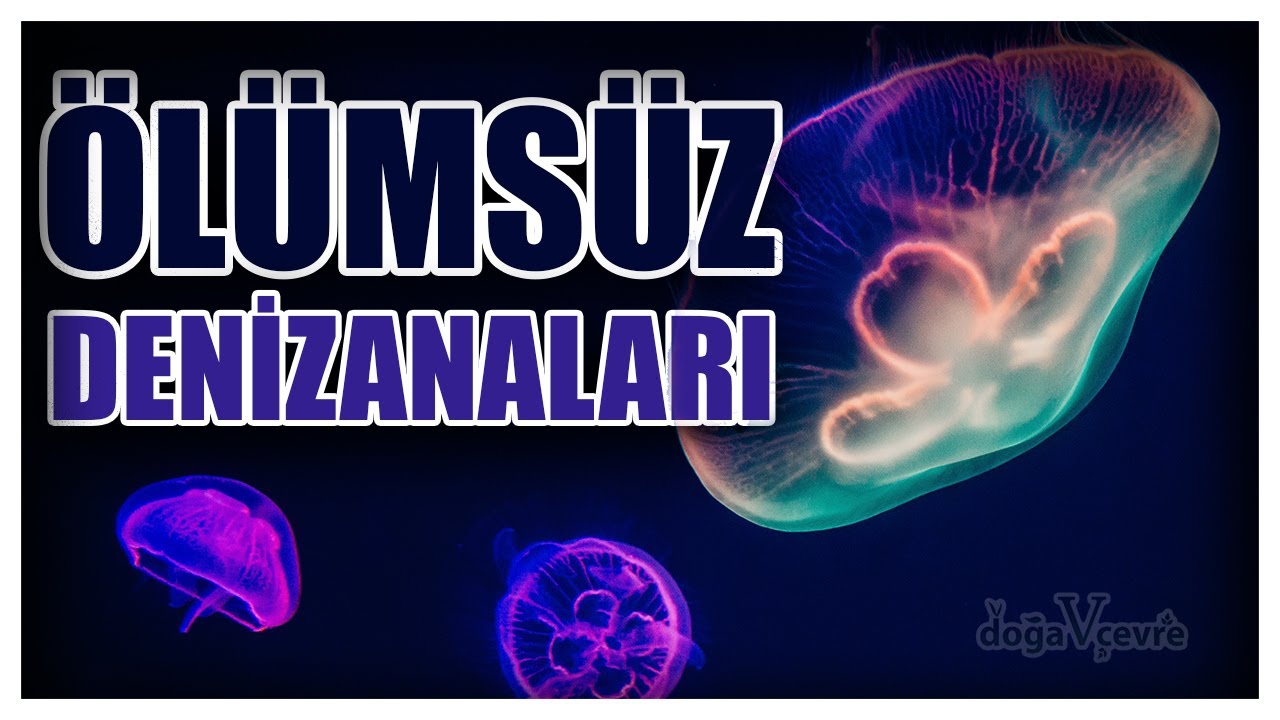 DENİZANASI HAKKINDA BİLİNMEYENLER ! &Ccedil;OK ŞAŞIRACAKSINIZ !!!