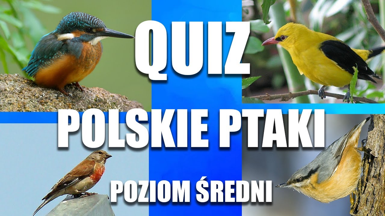 Ptaki Polski - Quiz, rozpoznawanie ptaków, poziom średni 2