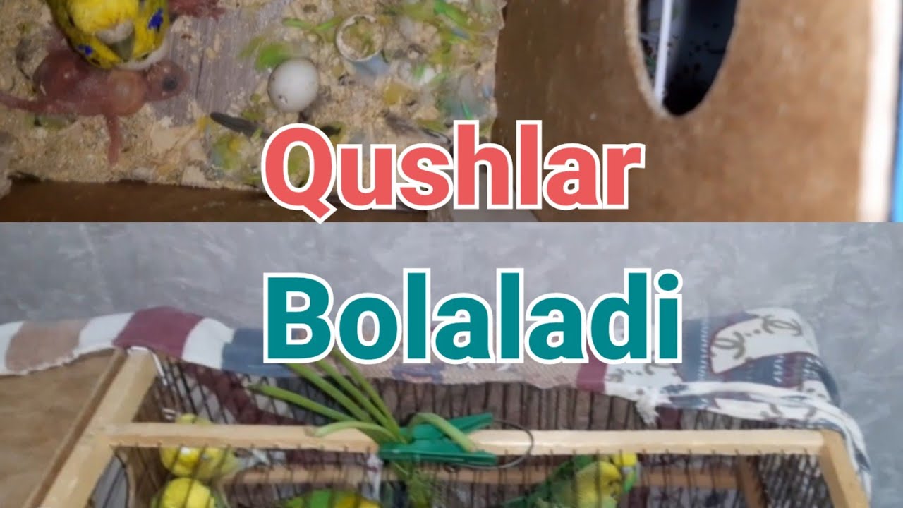 Qushlar bolalayapdi