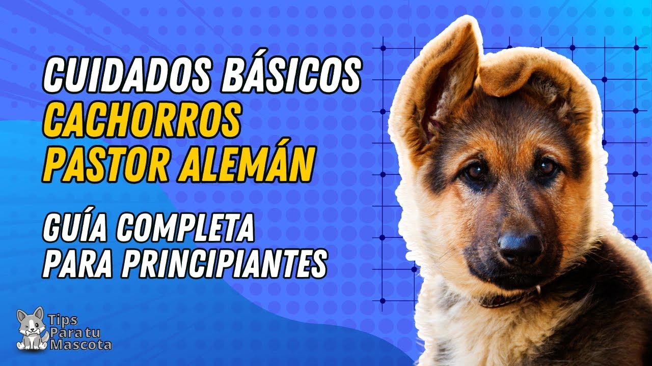 CUIDADOS B&Aacute;SICOS DEL PASTOR ALEM&Aacute;N CACHORRO