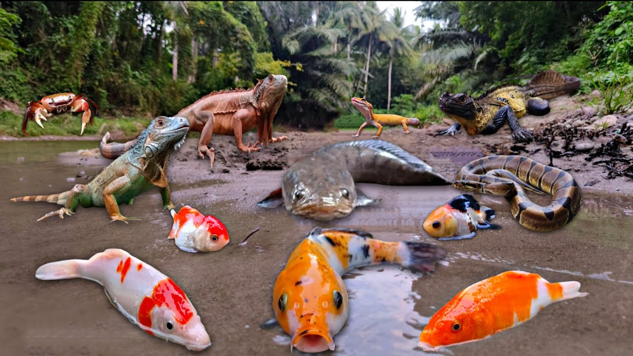Wadidau! Finding Snakehead Fish in The River, Snake, Crab, Iguana, Goldfish, Koi, Betta Fish, Frog