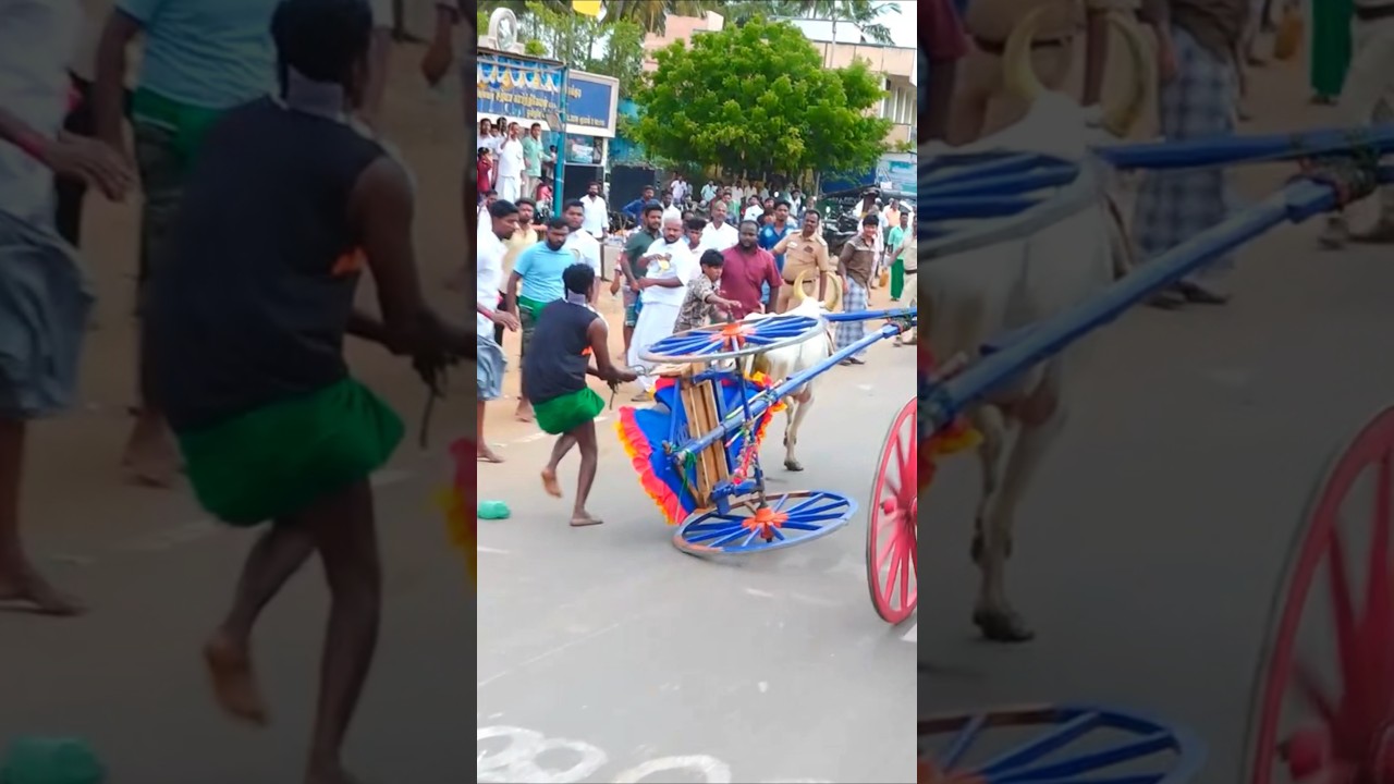 எல்கை ஓட்டு 🔥 மணமேல்குடி பந்தயம்