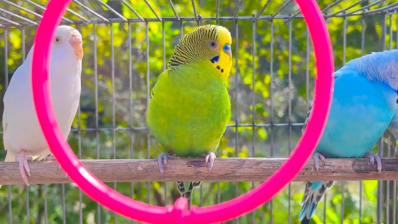 Parakeet Chirping ASMR – No Music, Just Birds 🎧 | Pure Nature Sounds for Relaxation & Sleep
