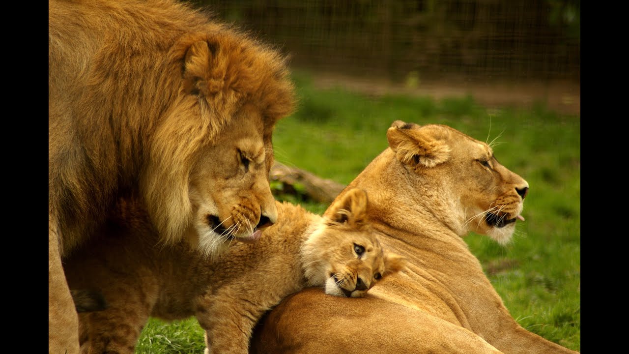 London Zoo offers chance to sleep with lions, £378 per night