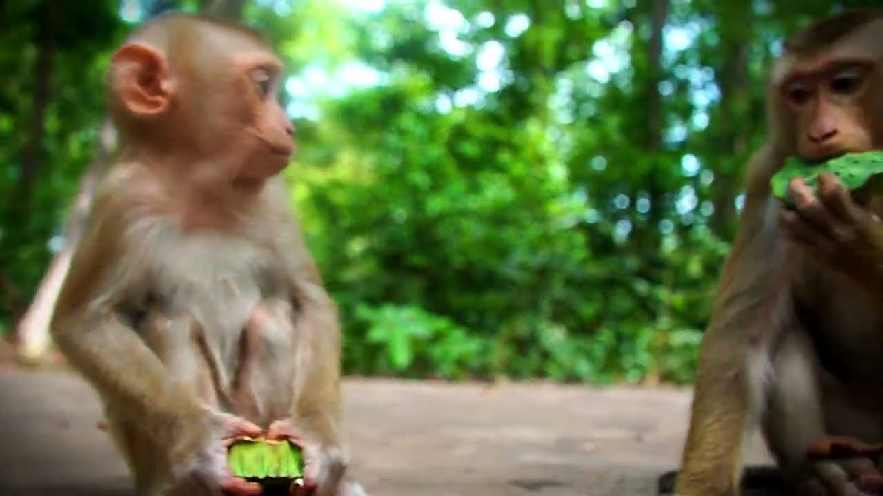 Feeding Our Adorable Baby Monkeys Today [16 March 2026 ]
