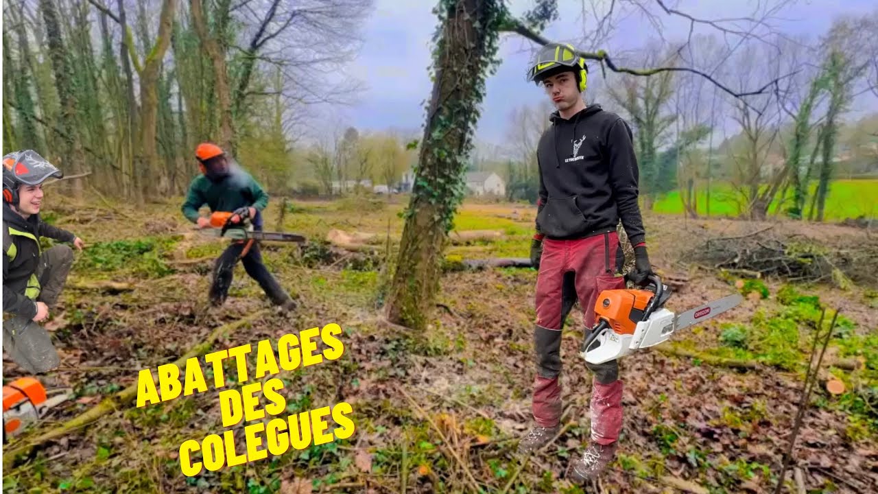 Abattage d&rsquo;arbres Stihl ms462 Stihl ms 661