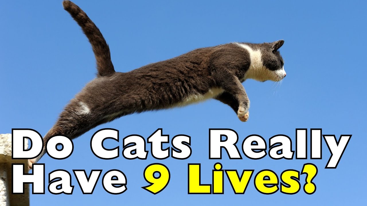 Do Cats REALLY Have 9 Lives? The Truth Is Wild [ID1015]