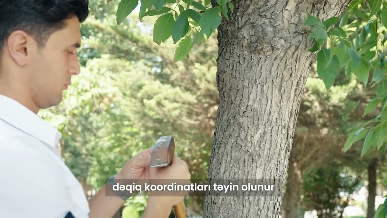 Pilot layihə olaraq başlanılan ağacların inventarlaşdırılması və nişanlanması işləri davam etdirilir
