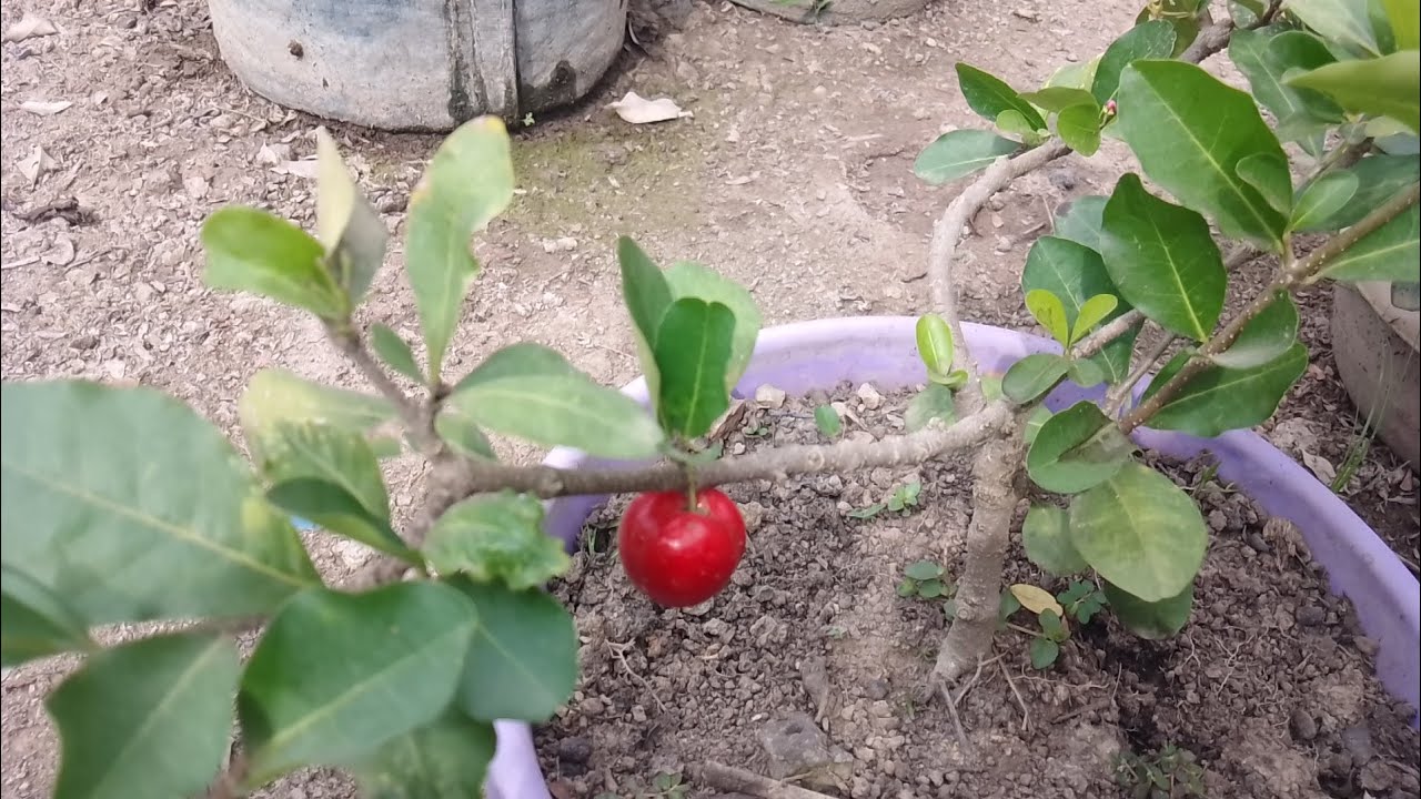 Tabulampot Cherry 