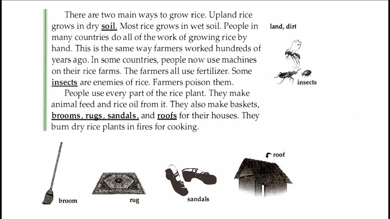 Facts and Figures-Unit 3: Plant-Lesson 3: Rice