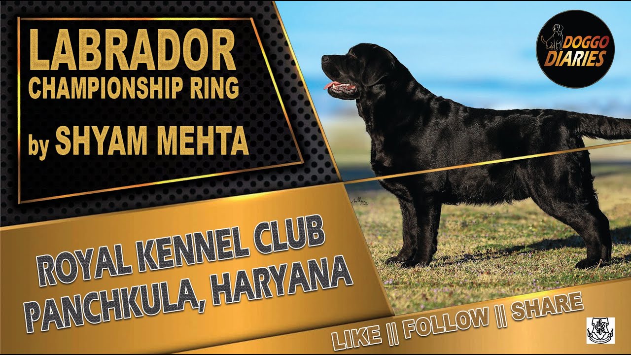 Labrador Retriever Championship Ring byShyam Mehta, Royal Kennel Club, Panchkula | Doggo Diaries