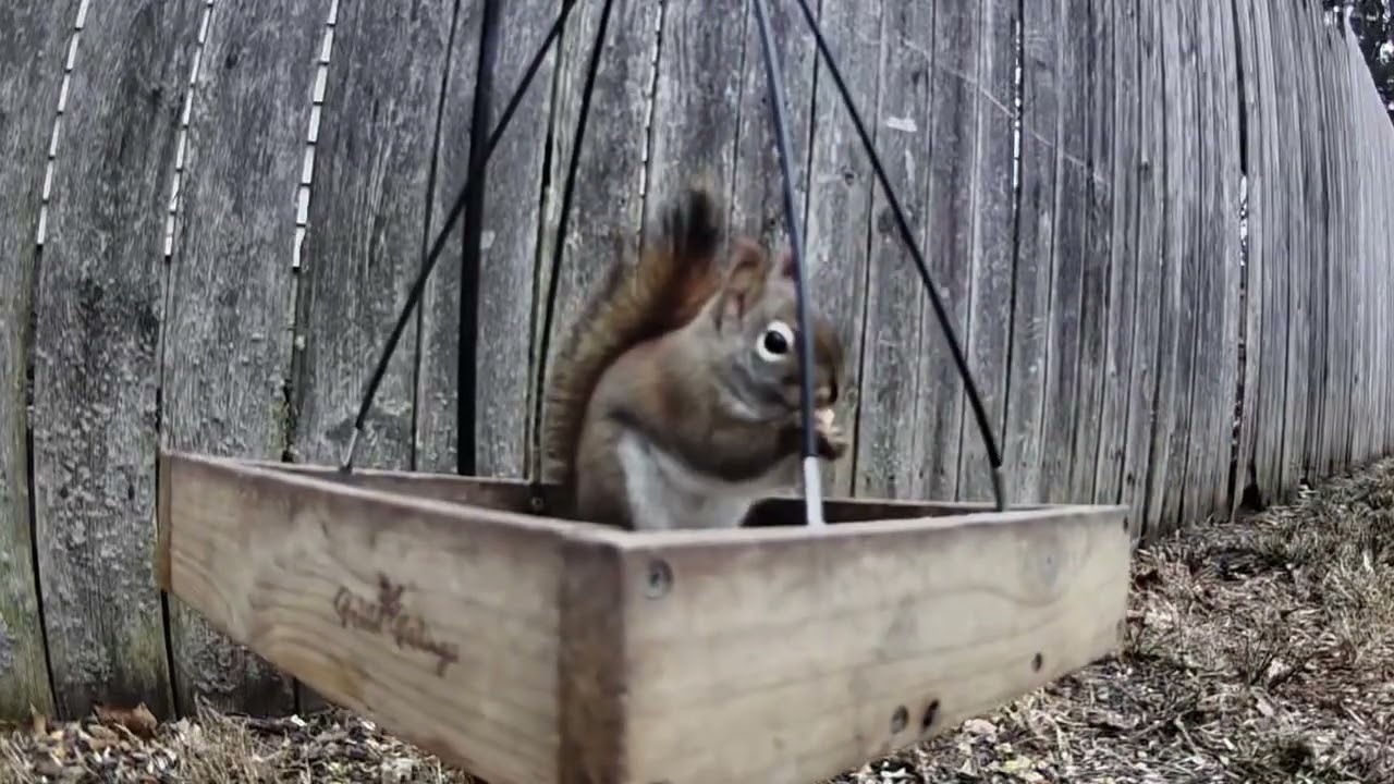 Video Varmints Daily Vlog: January 26th, 2026