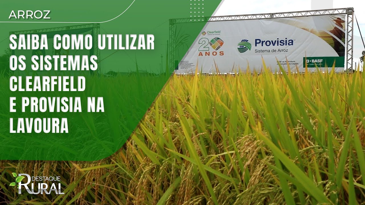 Arroz: saiba como utilizar os sistemas Clearfield e Provisia na lavoura