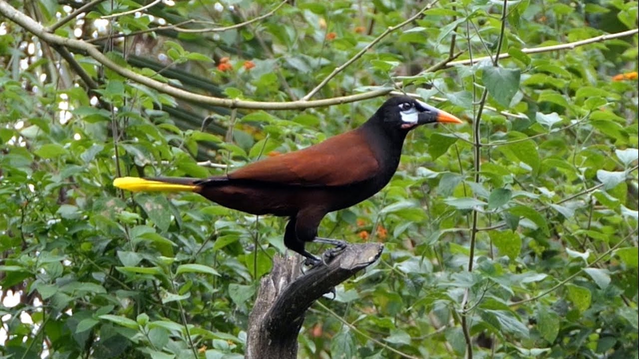 Montezuma Oropendola in Costa Rica.