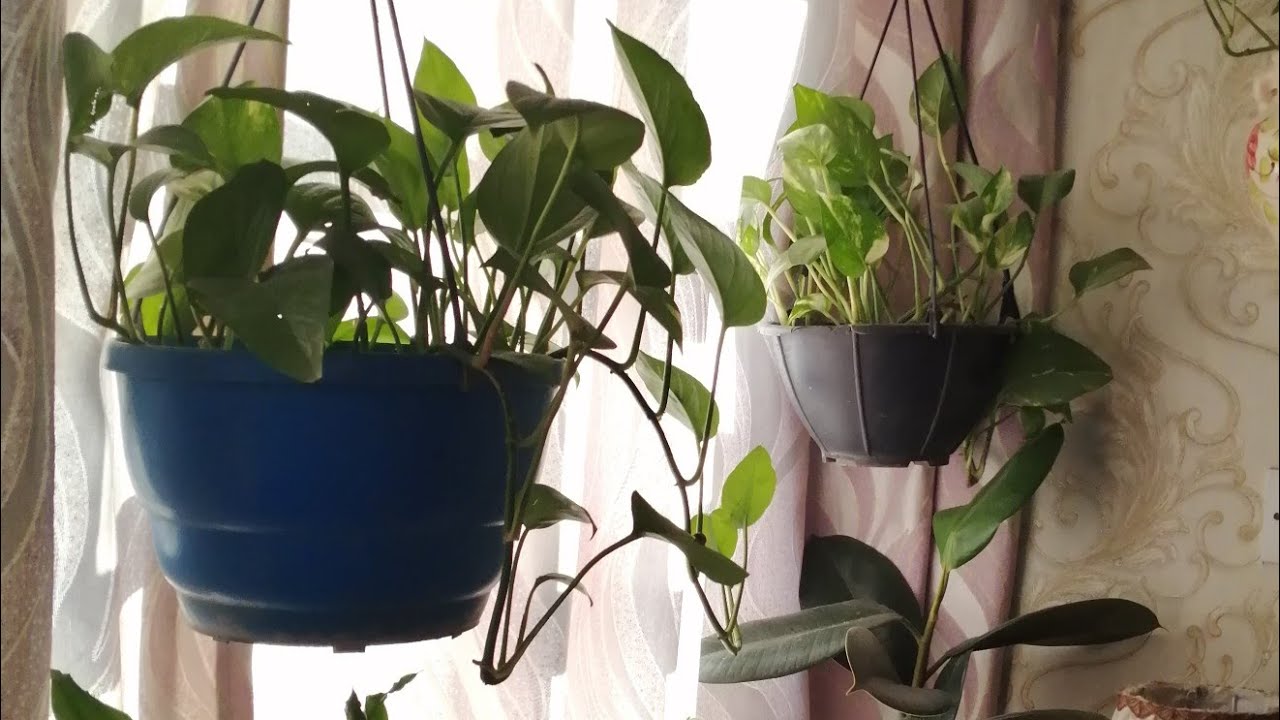 نبات اللبلاب كل شي يخص هذا النبات بالتفصيل🌿