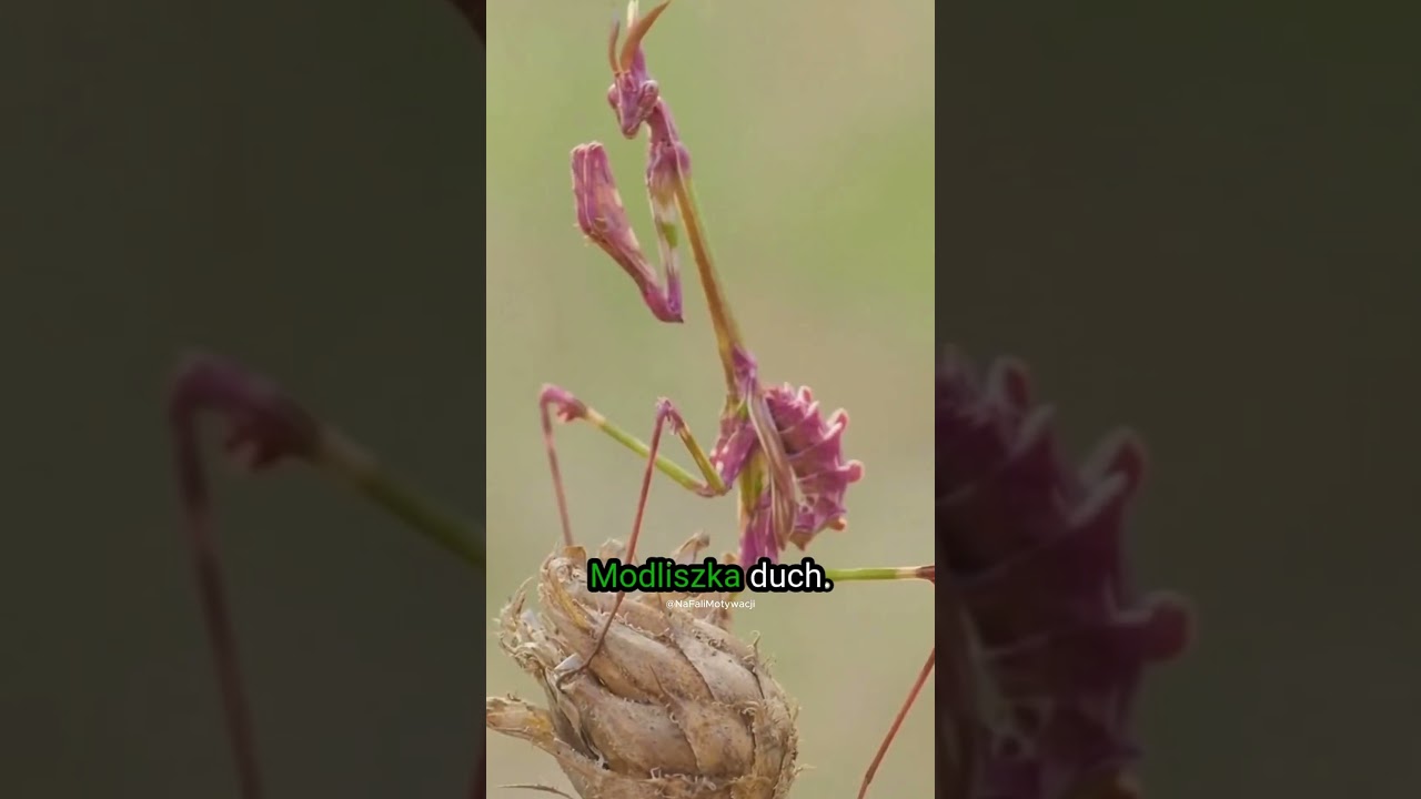 Te Modliszki, wyglądają zupełnie inaczej niż myślisz! #modliszka
