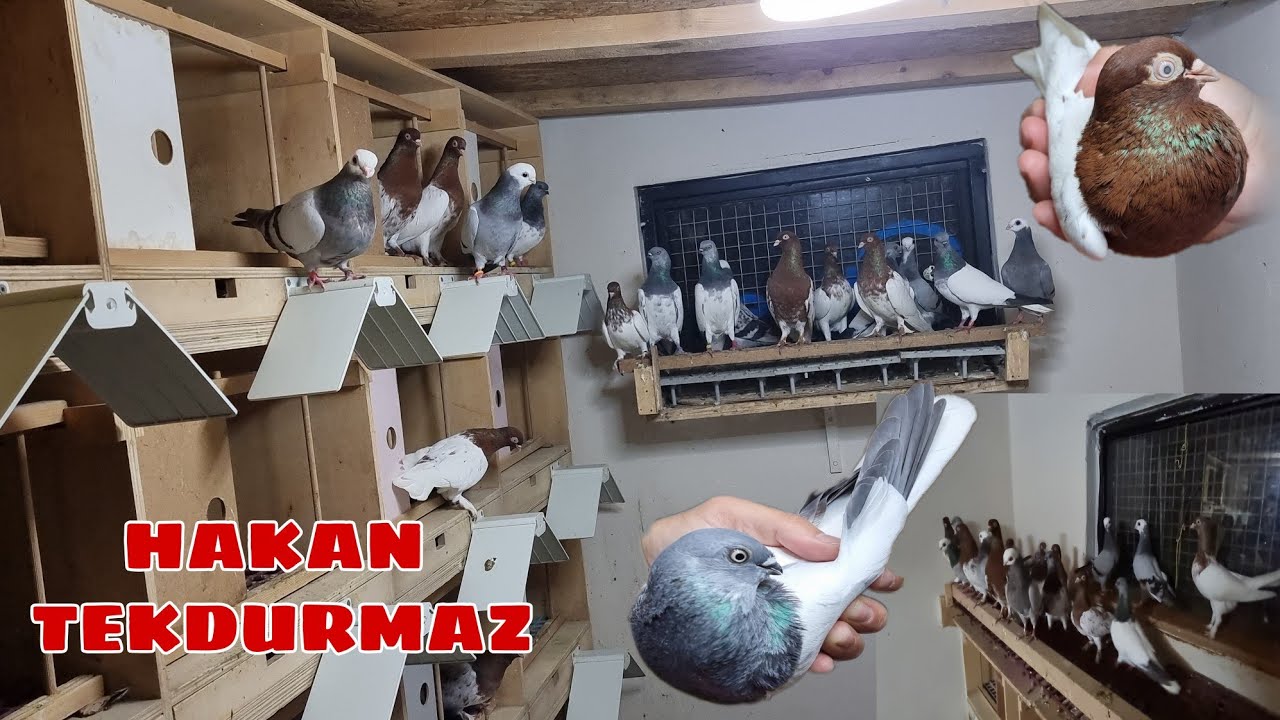BABA CANDIR BU KADAR YÜREKLİ BU KADAR TİTİZ VE BU KADAR KALİTELİ KÜMESLER  BASKA TİP BUDAPEŞTE