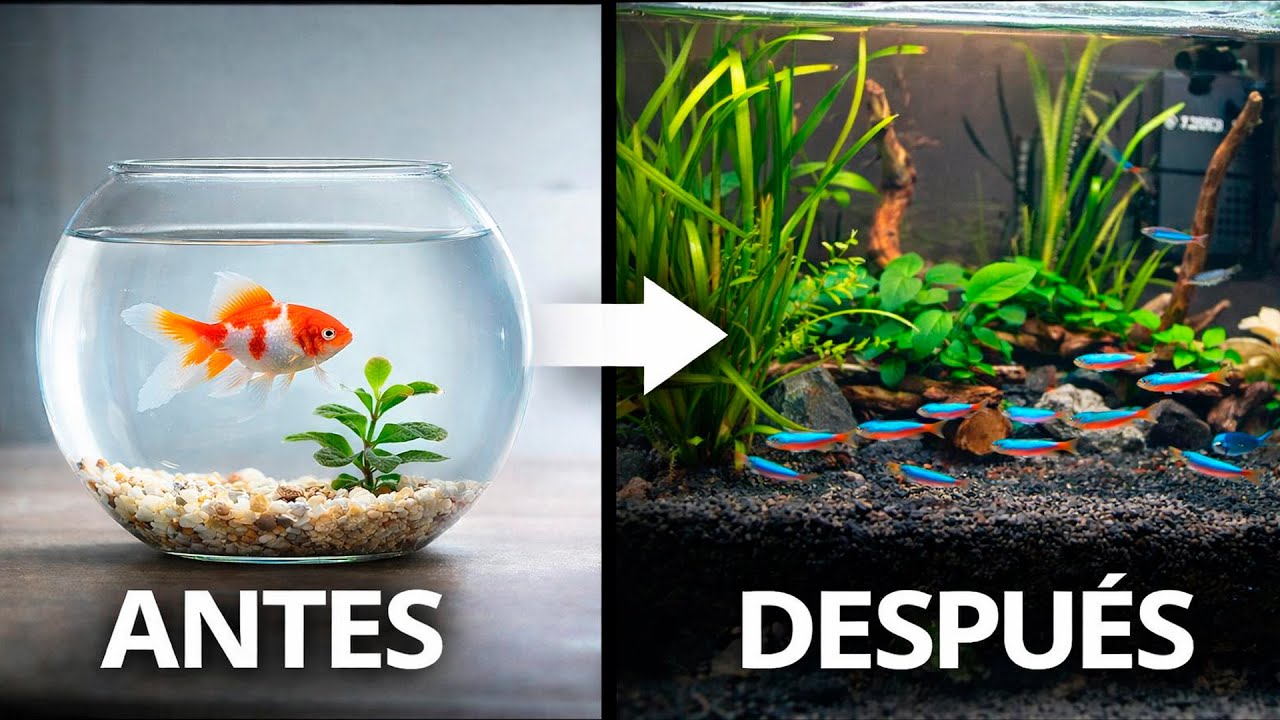 De pecera a Acuario Profesional: Guía paso a paso #aquascape #aquarium #aquariumfish #plantedtank