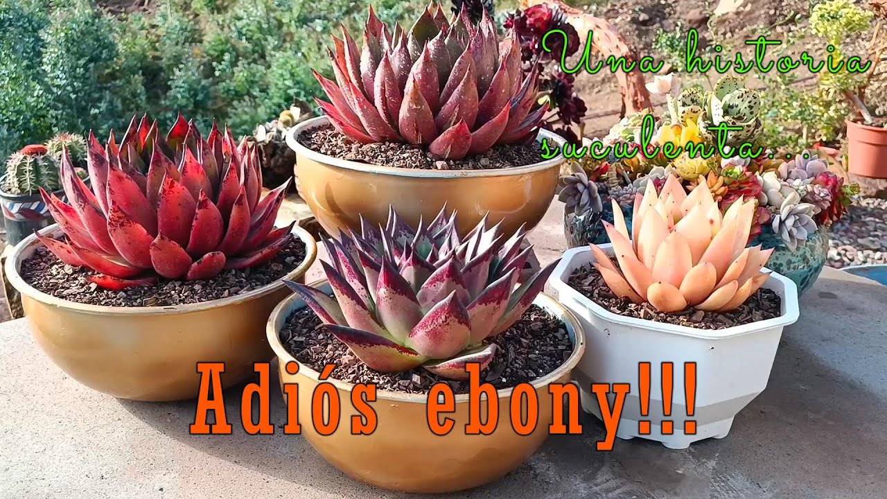 Emergencia suculenta, perdimos nuestro agavoide mas longevo #trasplante #suculentas #agavoides
