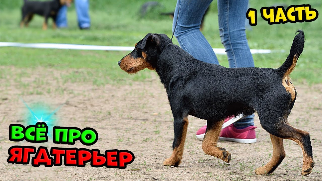 Ягдтерьер - 1 ЧАСТЬ. На что способен этот маньяк. #ягдтерьер #ягдерьерволкмикс #волкмикс