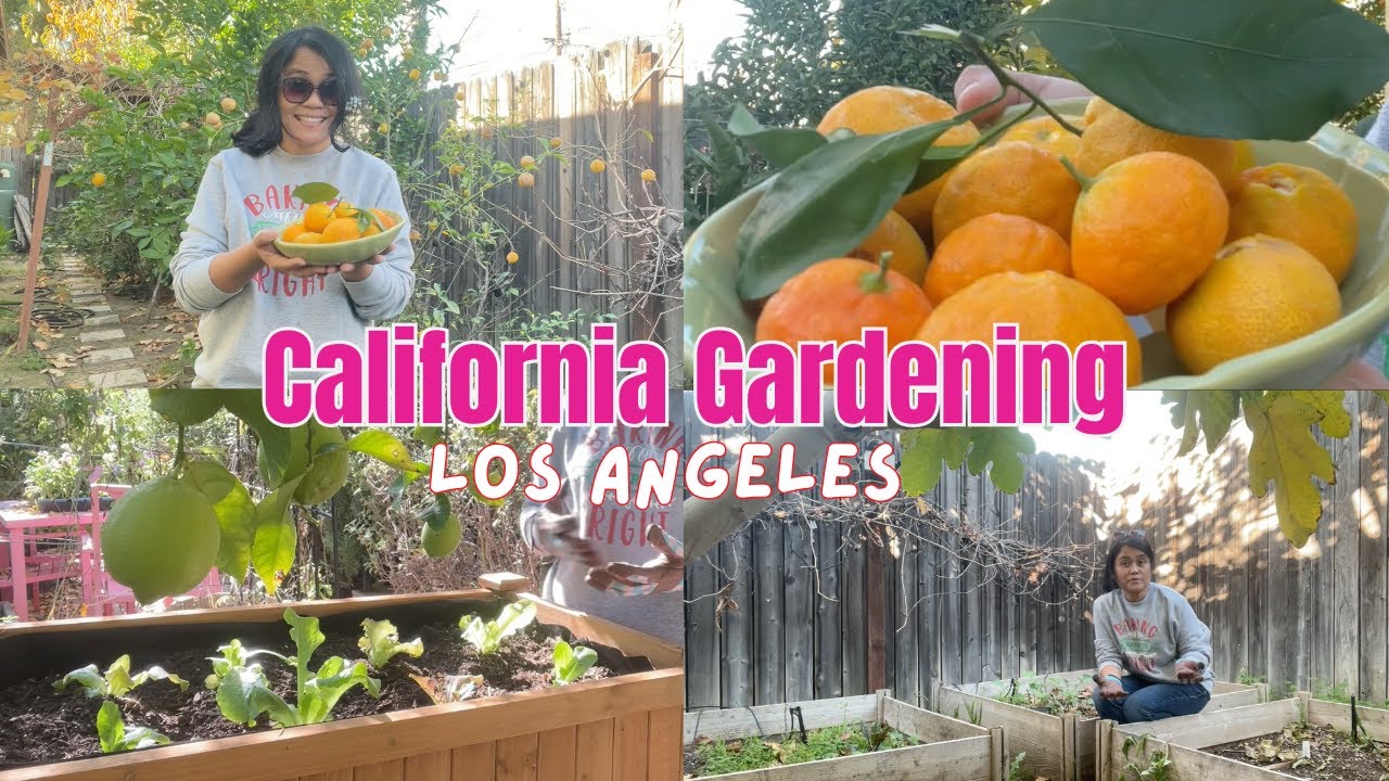 Living in Los Angeles | Winter Gardening in California | Raised Bed and Container Gardening 🌱👨‍🌾 🥬
