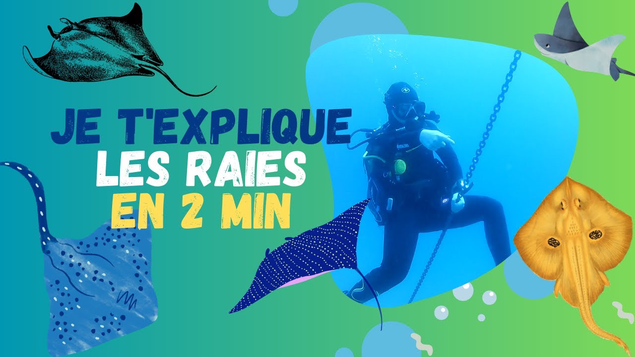 Les raies en 2 minutes top chrono !